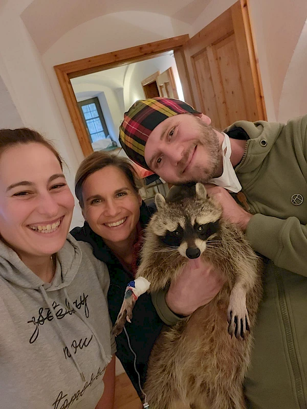 Eye examination of a raccoon in the animal eye clinic